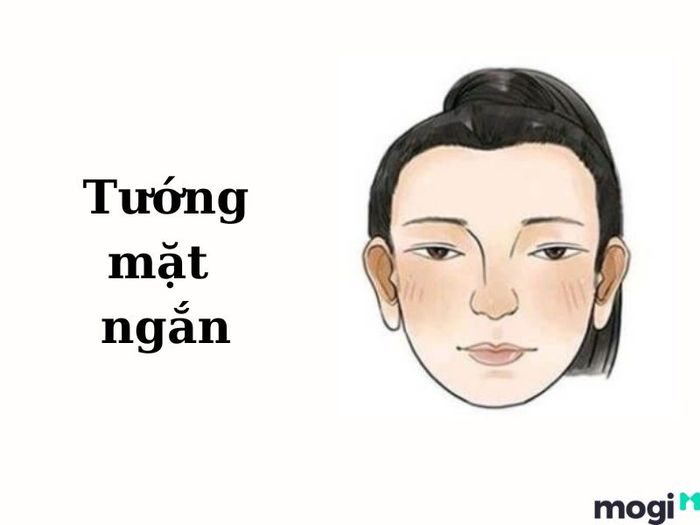Tướng mặt ngắn
