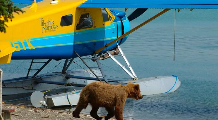 Planes + wildlife = an unforgettable adventure.