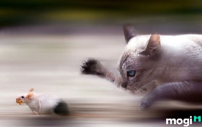 cách đuổi chuột hiệu quả