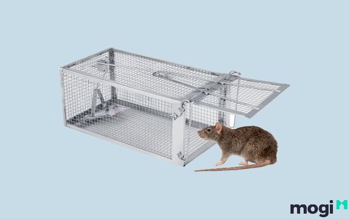 Những Phương Pháp Đuổi Chuột Hiệu Quả