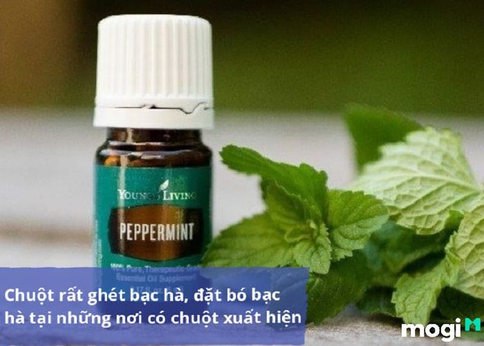 Các phương pháp đuổi chuột hiệu quả
