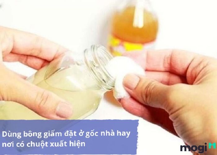 Các phương pháp đuổi chuột hiệu quả
