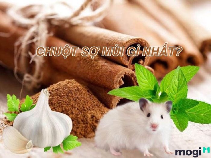 Phương Pháp Đuổi Chuột Hiệu Quả