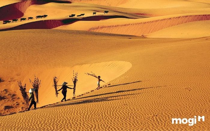 Mũi Né có những hoạt động gì thú vị?