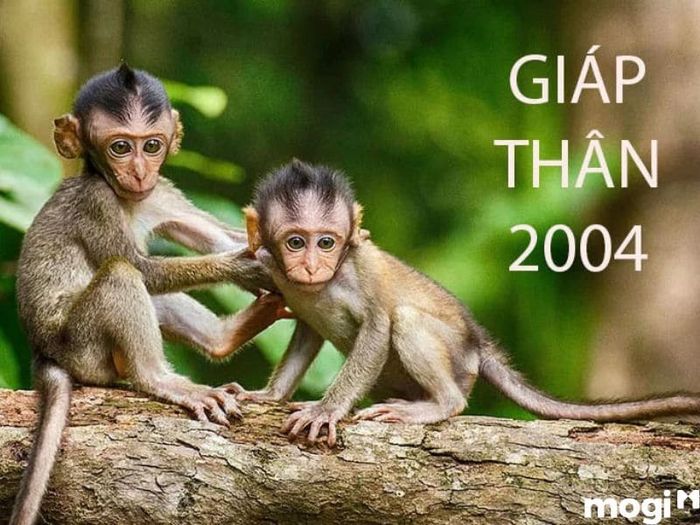 Bạn muốn biết người sinh năm 2004 có mệnh và tuổi con gì?