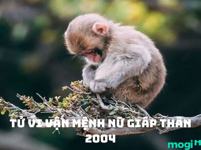 Sinh năm 2004 mệnh gì? Tử vi cho nữ tuổi Giáp Thân