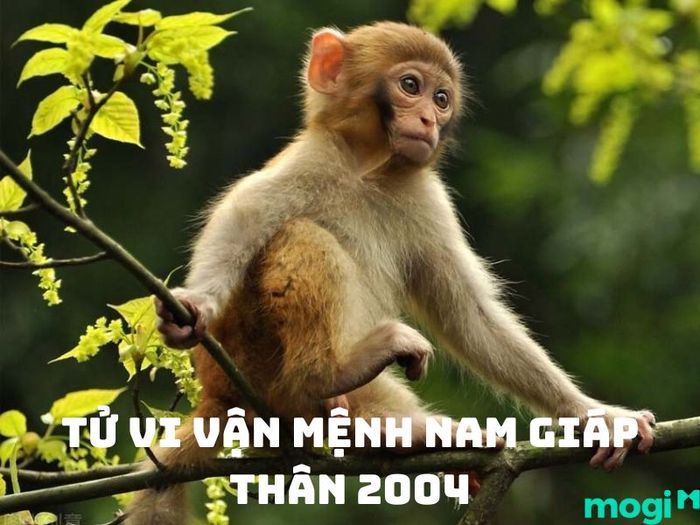Sinh năm 2004 mệnh gì? Tử vi dành cho nam sinh năm 2004