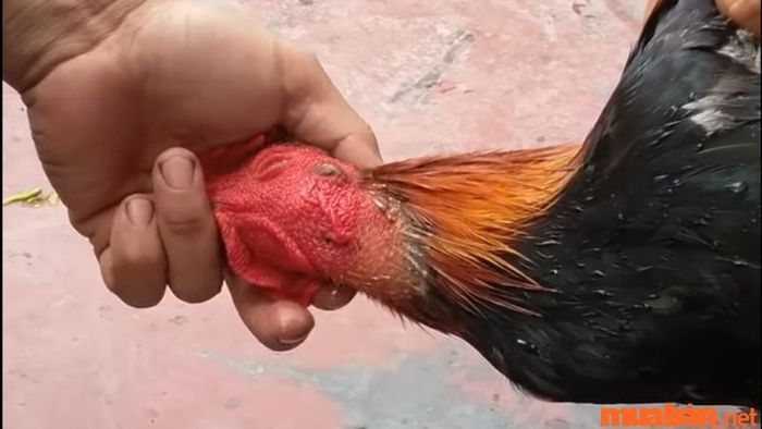 Cắt tiết gà