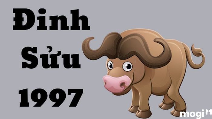 Tử vi Đinh Sửu 1997 trong năm 2024