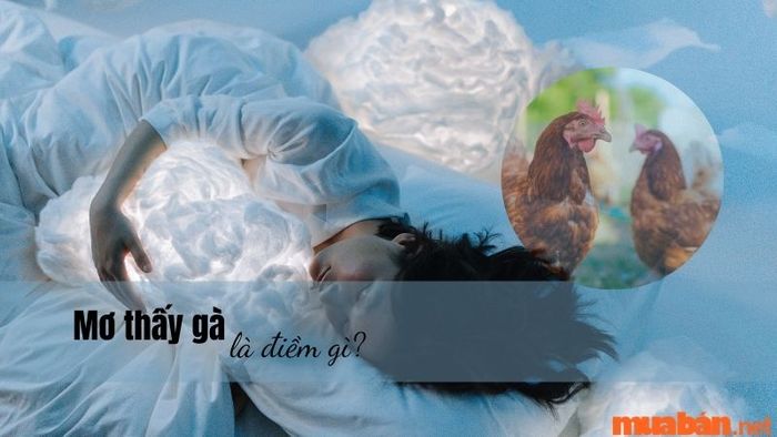 Mơ thấy gà mang điềm báo gì?