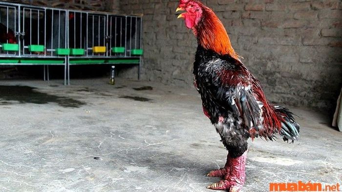 Gà Đông Tảo