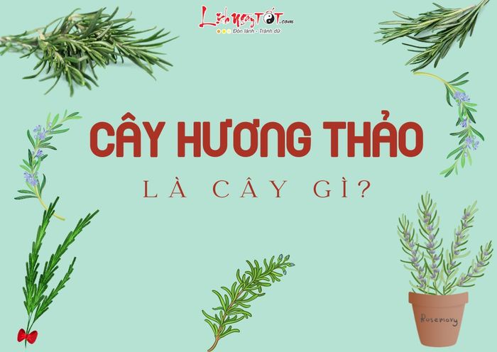 Cây hương thảo phong thủy là gì?