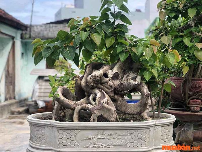 Cây bồ đề lá đỏ