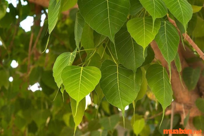 Dùng cây bồ đề làm dược liệu chữa bệnh