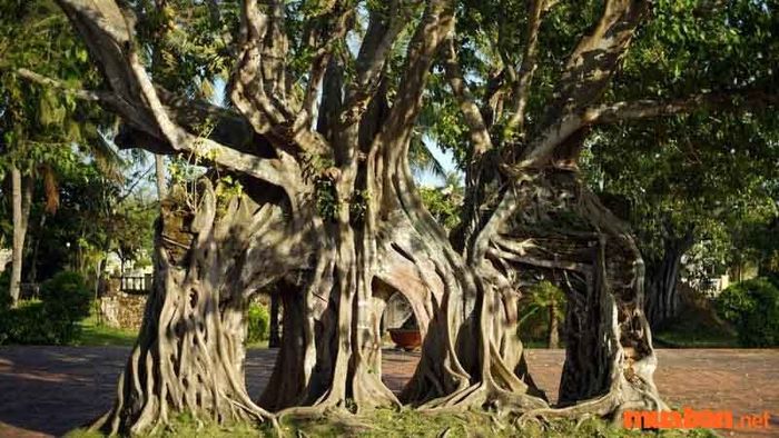 Khám phá cây bồ đề
