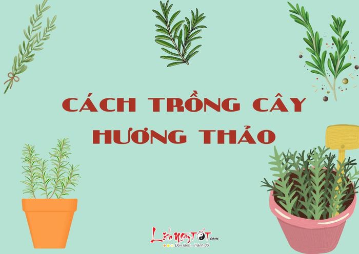 Cách trồng cây hương thảo
