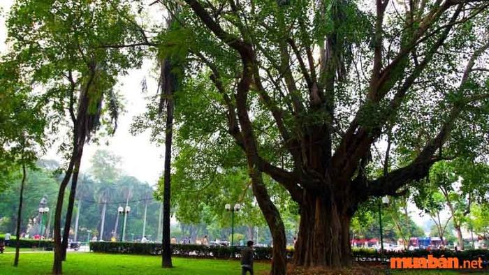 Cây bồ đề có nguồn gốc từ Ấn Độ
