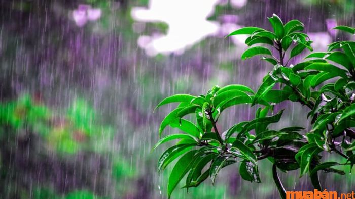Đặc điểm về các hoạt động sinh giới