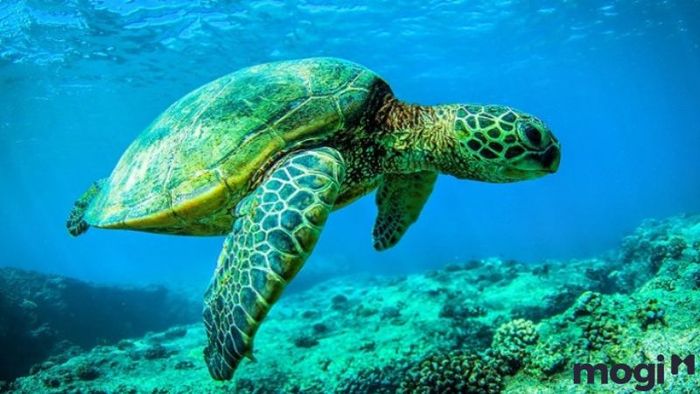 Giấc mơ về rùa thần tượng trưng cho những cơ hội lớn đang đến gần. Bạn sẽ gặp nhiều cơ hội mới, và sẽ có không ít lời mời hoặc đề nghị hấp dẫn chờ đón bạn.