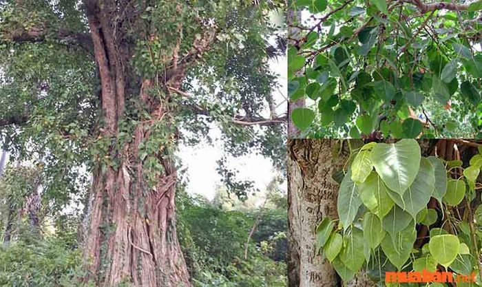 Hướng dẫn trồng cây bồ đề
