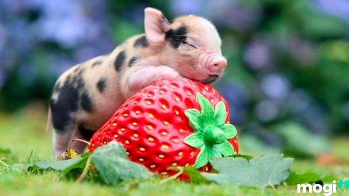 Cách hóa giải hướng nhà xấu không hợp với người tuổi Hợi
