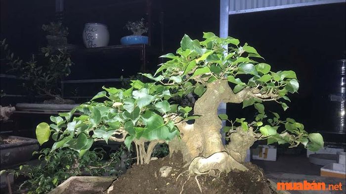 Cây bồ đề trắng