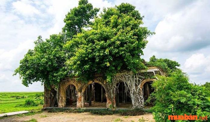 Ý nghĩa cây bồ đề trong phong thủy