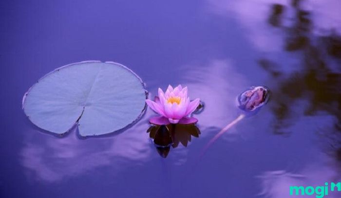 Giải Thần tại cung Phúc Đức biểu thị sự thịnh vượng và hạnh phúc lâu dài cho gia đình, đồng thời khẳng định rằng những người trong dòng họ đều có tướng số tốt, giàu có và thành đạt.