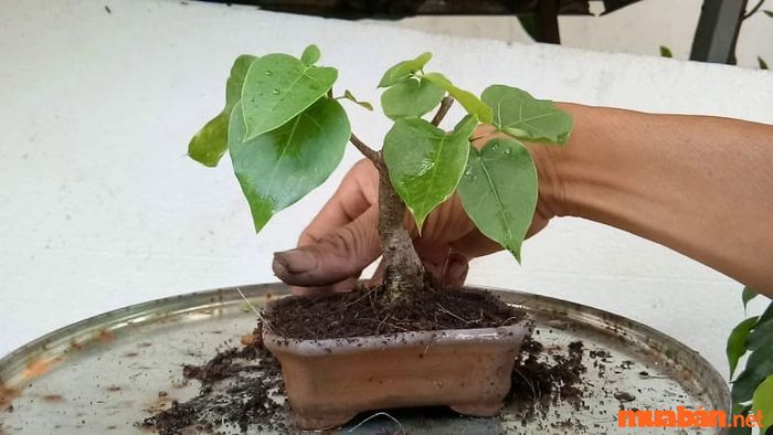 Chăm sóc cây bồ đề để cây phát triển khỏe mạnh