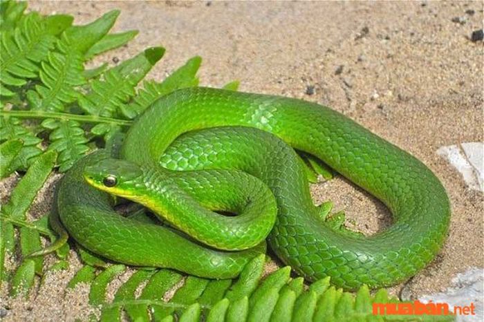 Giấc mơ thấy rắn xanh là điềm xấu