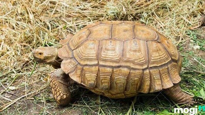 Mơ thấy rùa mang ý nghĩa gì?
