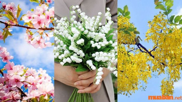 6 loài hoa tháng 5 nổi bật với vẻ đẹp và ý nghĩa trong năm 2024