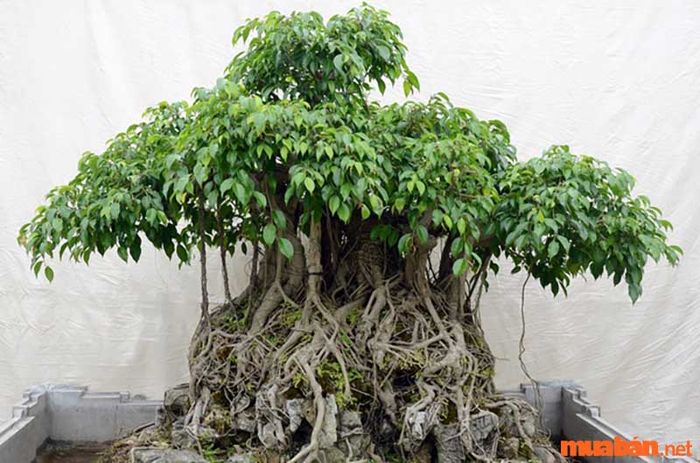 Những điều cần lưu ý khi trồng cây bồ đề để cây phát triển tốt