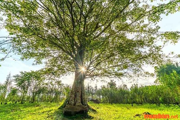 Chăm sóc cây bồ đề để cây khỏe mạnh
