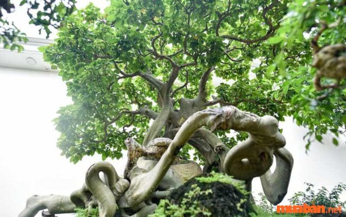 Trồng cây bồ đề làm cây cảnh và phong thủy