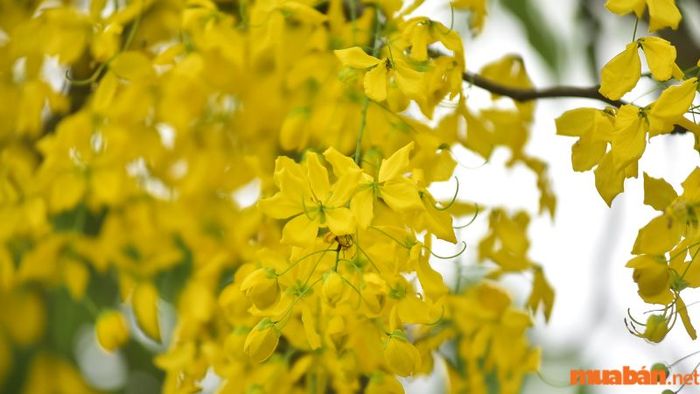 Hoa Hoàng Yến (Honeysuckle)