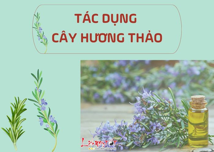 Tác dụng của cây hương thảo