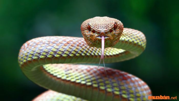 Mơ thấy rắn nhiều màu sắc