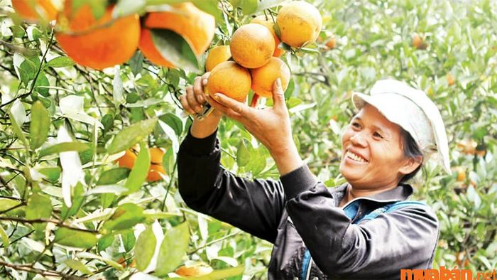 Thu hoạch trái cây chín sớm