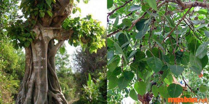 Cây bồ đề hợp với mệnh và tuổi nào?