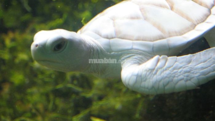 Mơ thấy con rùa trắng