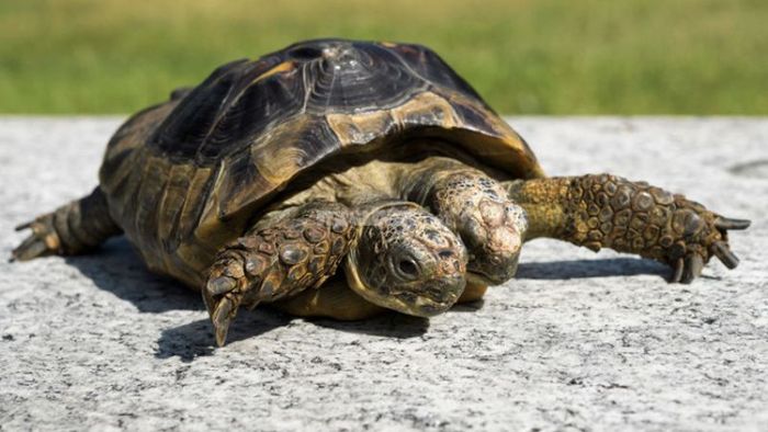 Nằm mơ thấy rùa có hai đầu