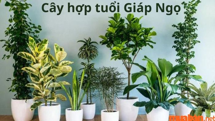 Người tuổi Ngọ hợp cây gì? – Người tuổi Ngọ có mối quan hệ tương sinh với mệnh Thủy và mệnh Thổ, nhưng lại khắc với mệnh Hỏa và mệnh Kim.