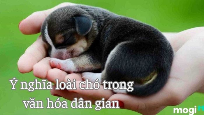Giải Mã Giấc Mơ Thấy Chó