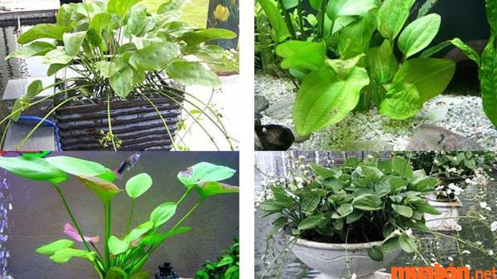 Người tuổi Ngọ hợp cây gì? – Cây Bách Thủy Tiên là lựa chọn lý tưởng cho người Nhâm Ngọ.