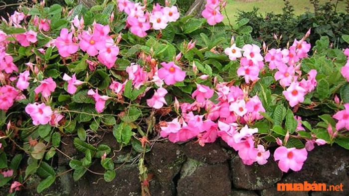 Hướng dẫn trồng hoa hồng anh