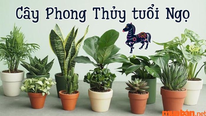 Người tuổi Ngọ hợp cây gì để thu hút tài lộc và may mắn vào nhà?