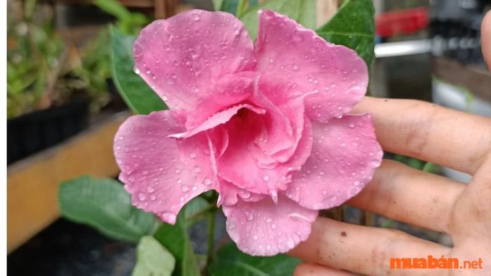 Ý nghĩa của hoa hồng anh trong phong thủy và cuộc sống