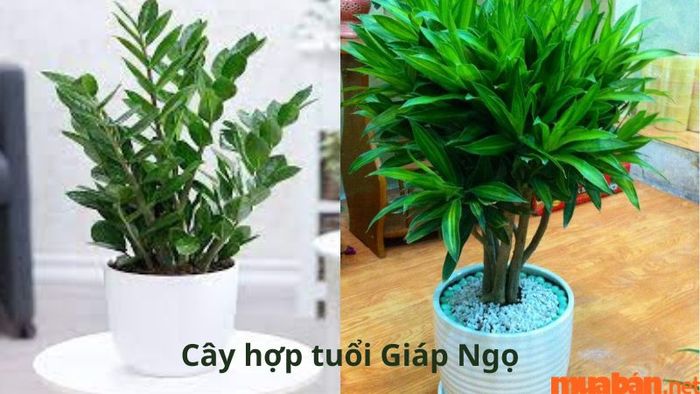 Người tuổi Ngọ hợp cây gì? – Một số cây phong thủy hợp với người Giáp Ngọ như cây Bách Hợp, Trúc Mây, Phát Tài,…