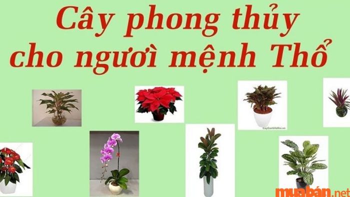 Tuổi Ngọ hợp cây gì? – Người Mậu Ngọ nên chọn cây thuộc mệnh Thổ.